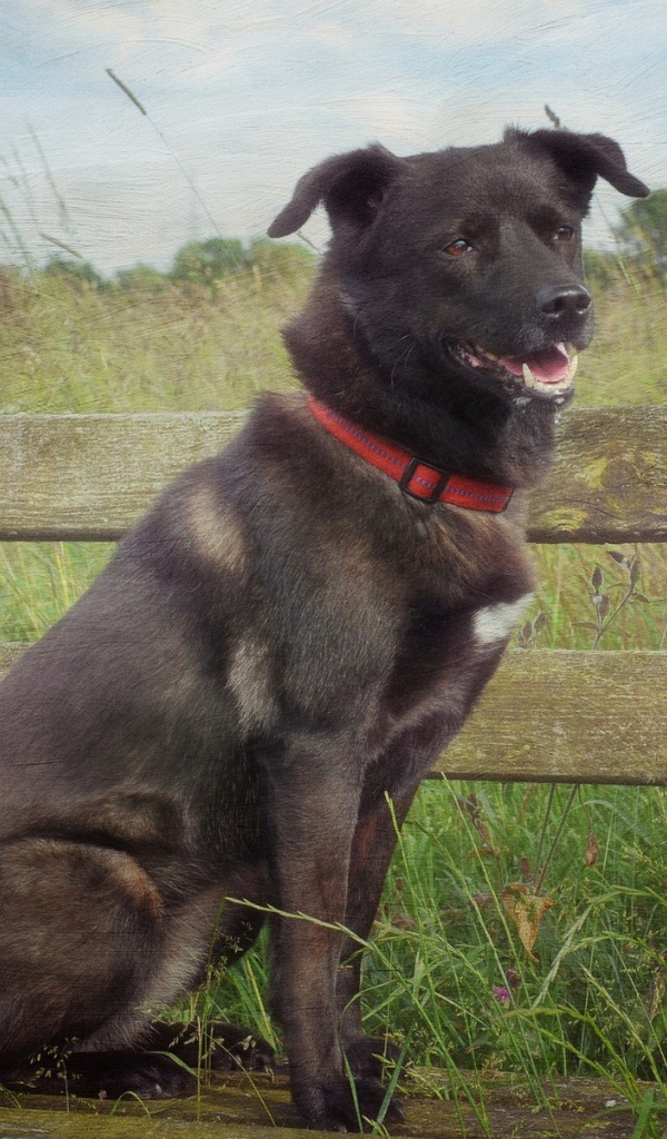 Сторожевой пес у деревянного забора