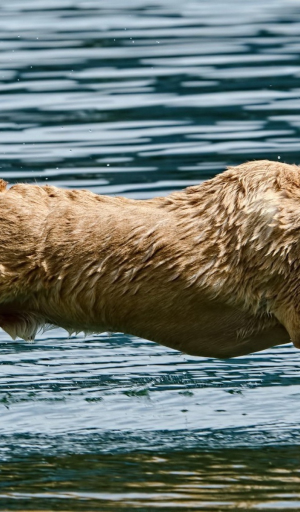 Мокрая собака над водой