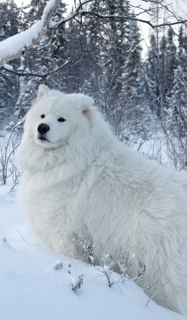 Белая собака на белом снегу