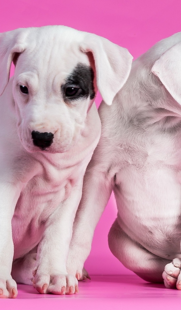 Белые щенки на розовом фоне