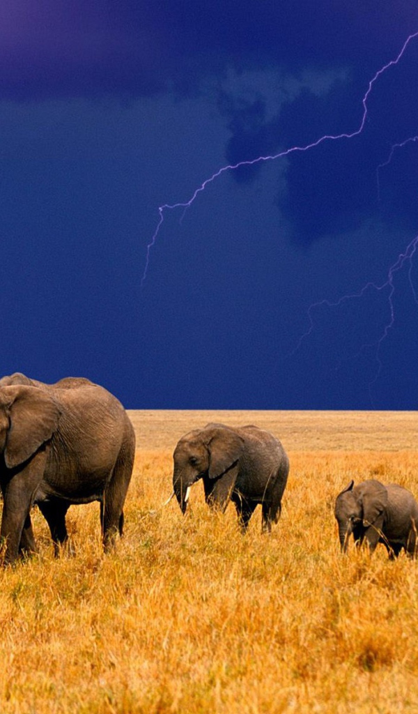 Стадо слонов на фоне грозы