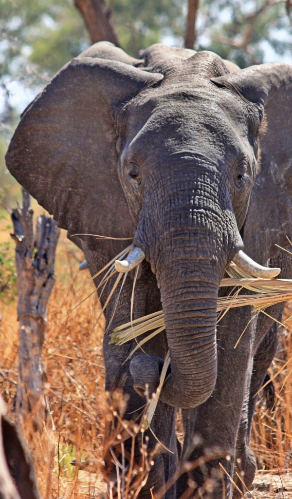 Слон держит в хоботе ветку