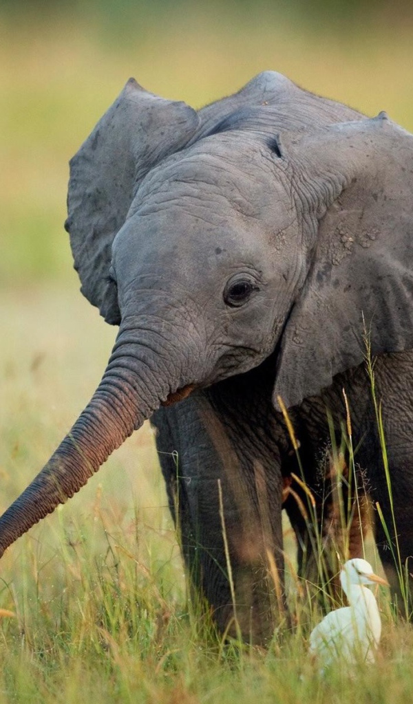 Слоненок в окружении утят