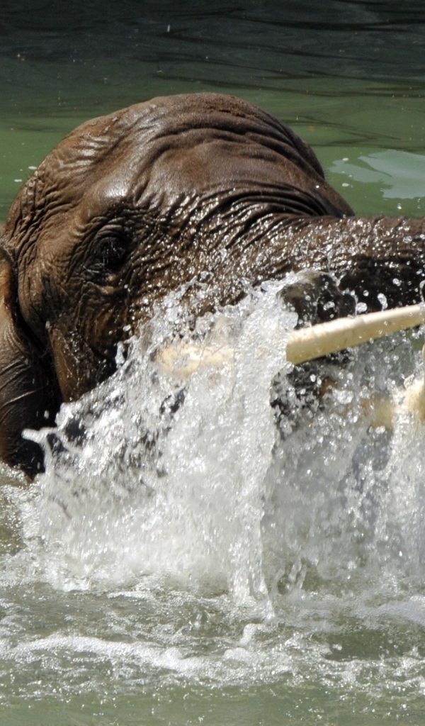 Слон плывет в воде