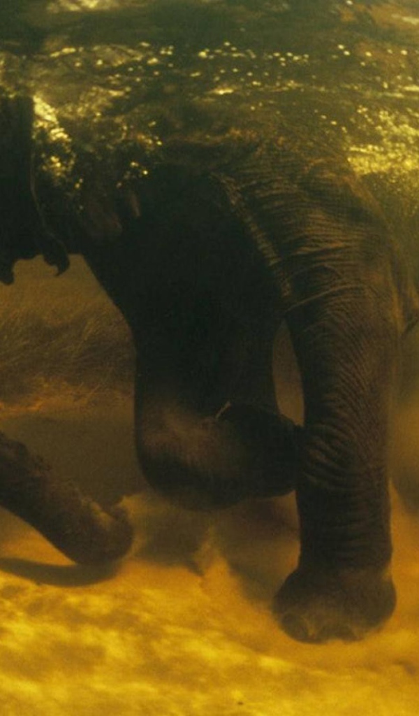 Слон под водой