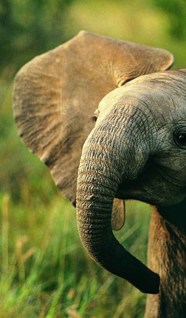 Слоненок идет по траве