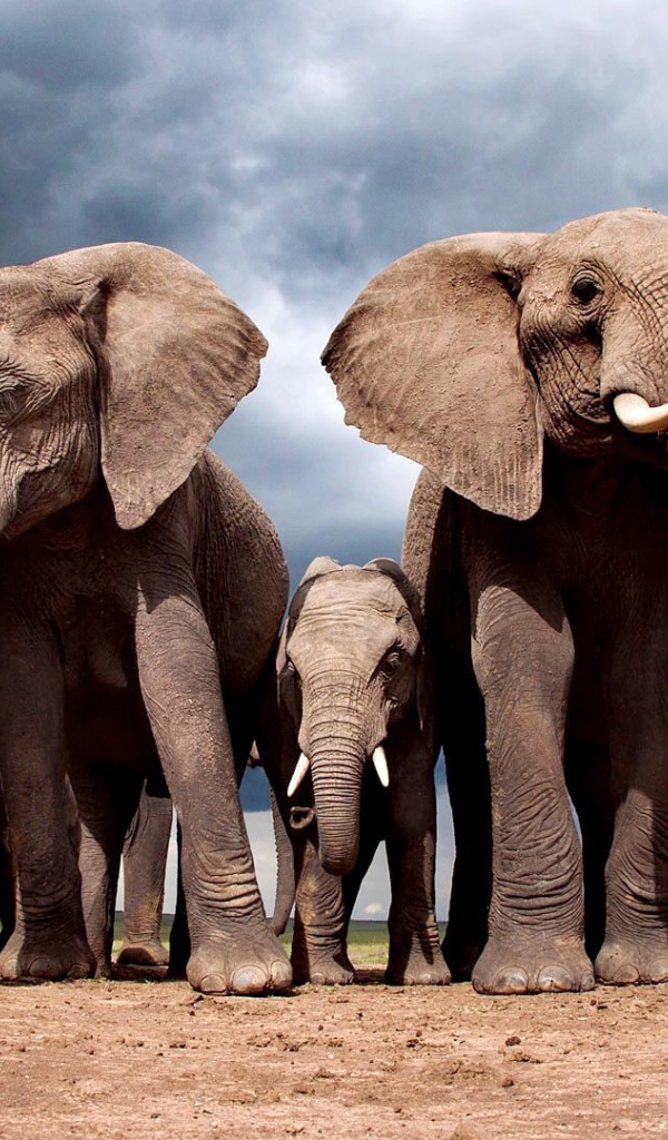 Слоны защищают слоненка