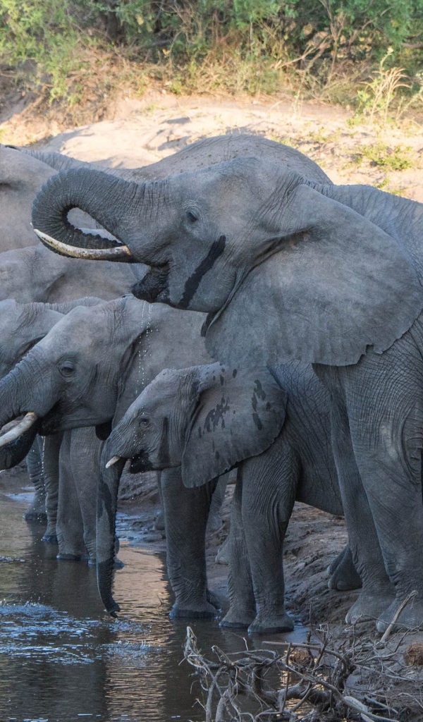 Слоны с маленькими слонятами на водопое