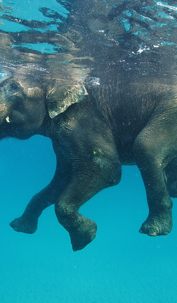 Фото плывущего в воде слона