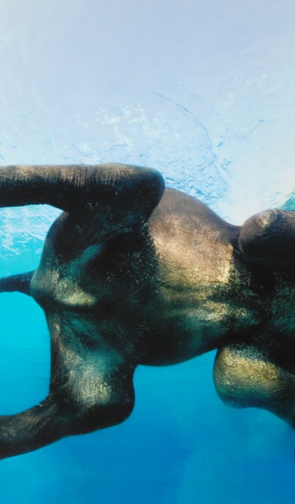 Фото слона в воде снизу