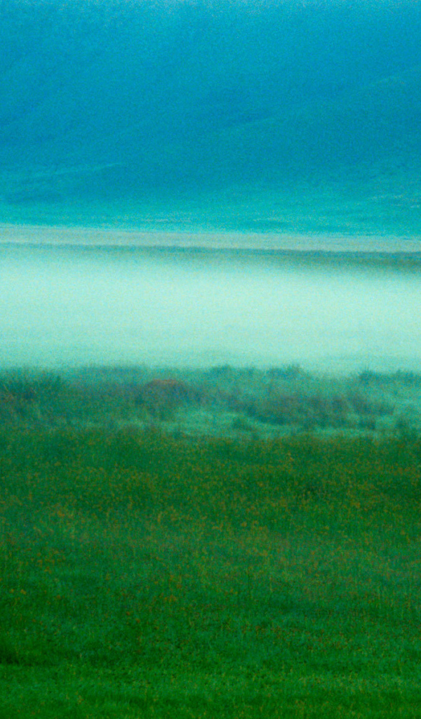 Слон в тумане