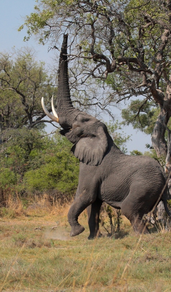 Слон высоко поднял хобот к дереву