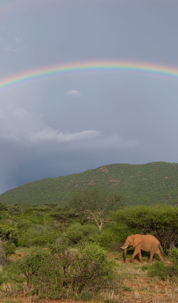 Слон под радугой
