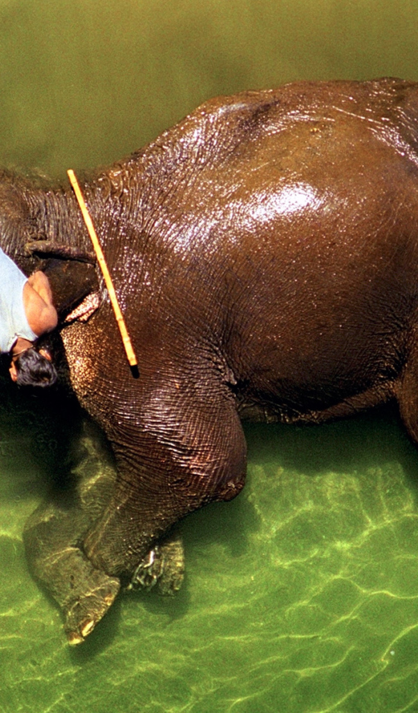 Погонщик моет слона