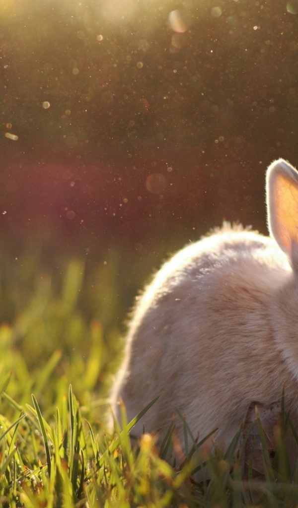 Beige rabbit eats grass