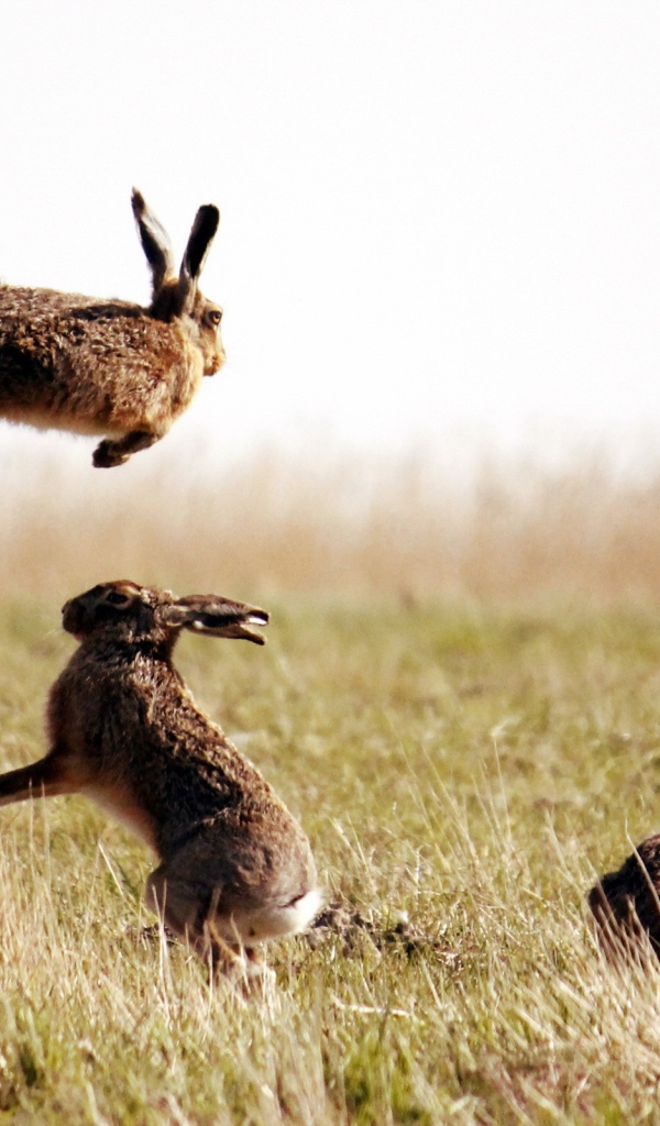 Зайцы резвятся в поле