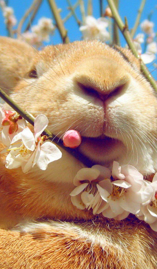 Кролик ест цветы на дереве