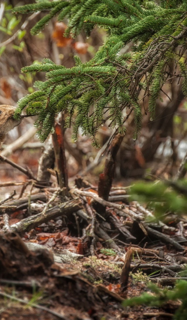 Заяц ест хвою