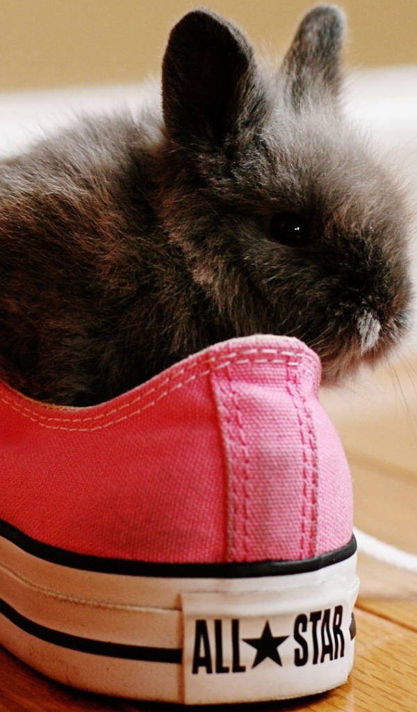 Rabbit in pink sneakers