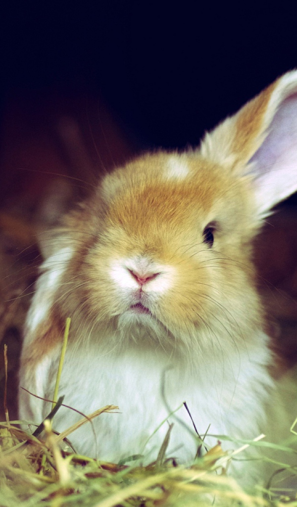 Рыжий кролик поднял одно ухо