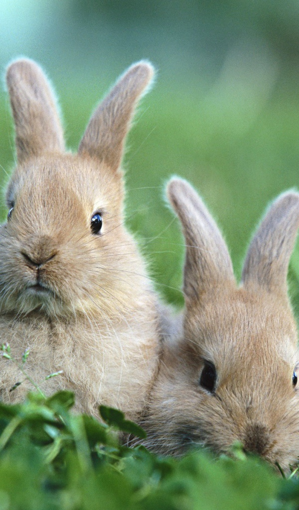 Два забавных коричневых кролика в траве