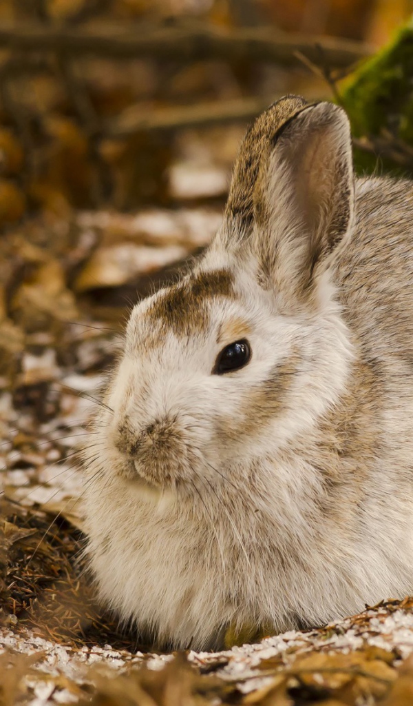 Белый дикий кролик