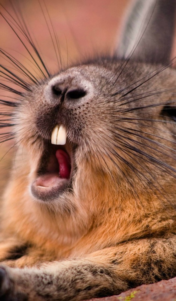 Дикий кролик зевает