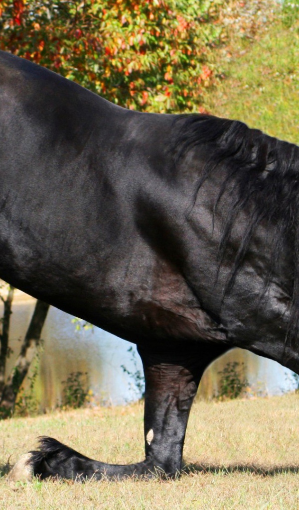 Прекрасный черный конь