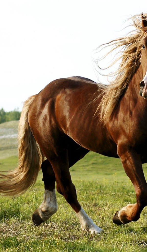 Красота и грация гнедого коня