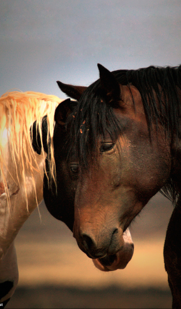 Черная и белая лошади