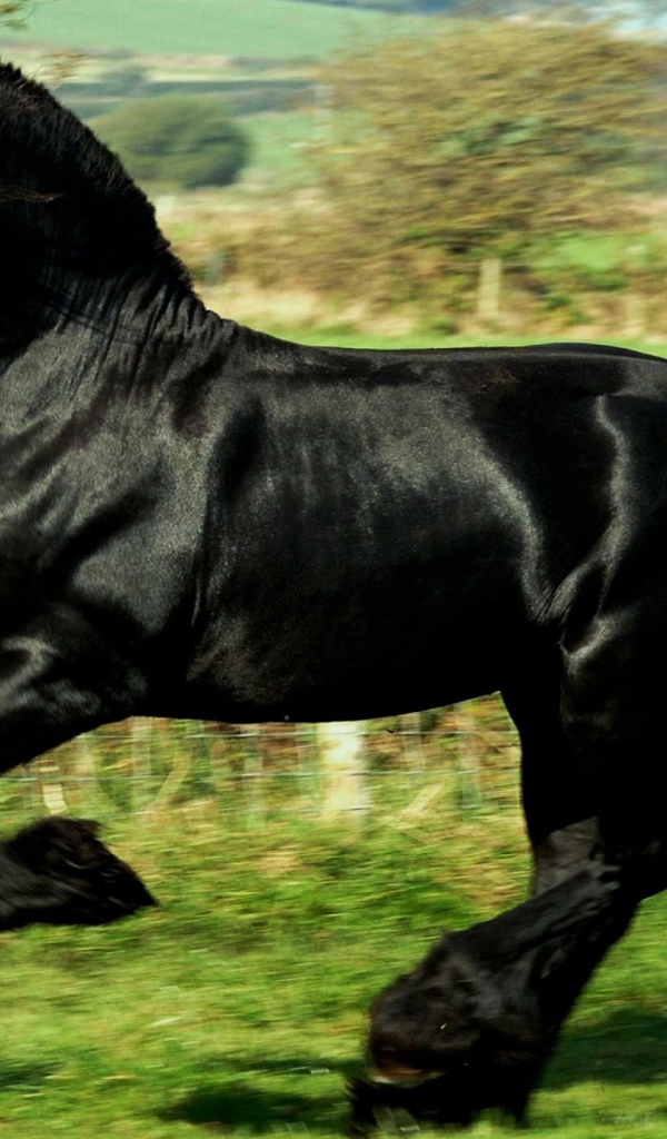 Черный как ночь конь