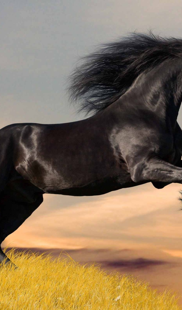 Черный конь с блестящей кожей