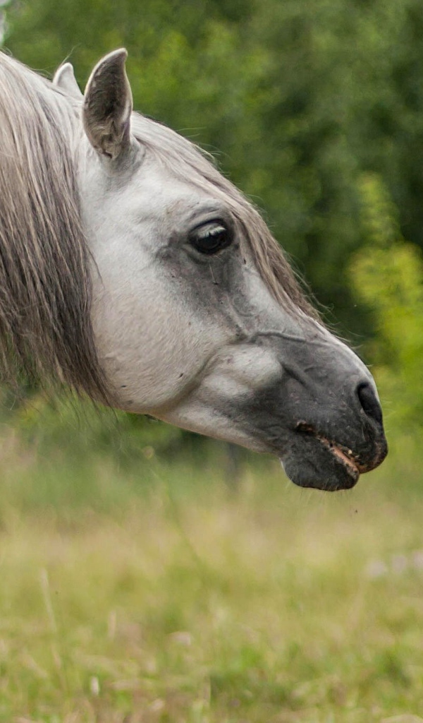 Мальчик фотографирует лошадь