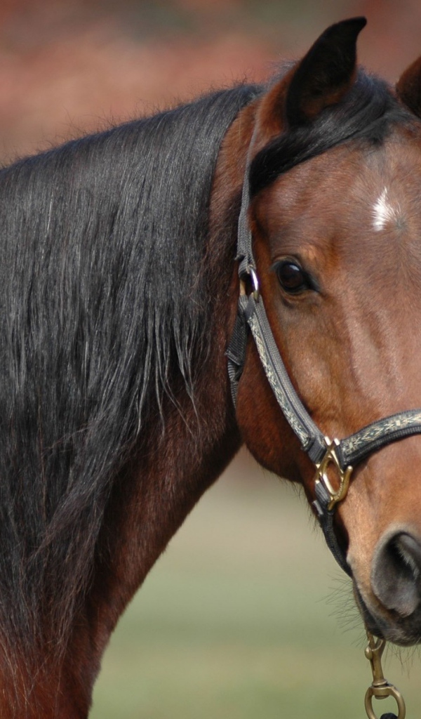 Коричневый конь с черной гривой