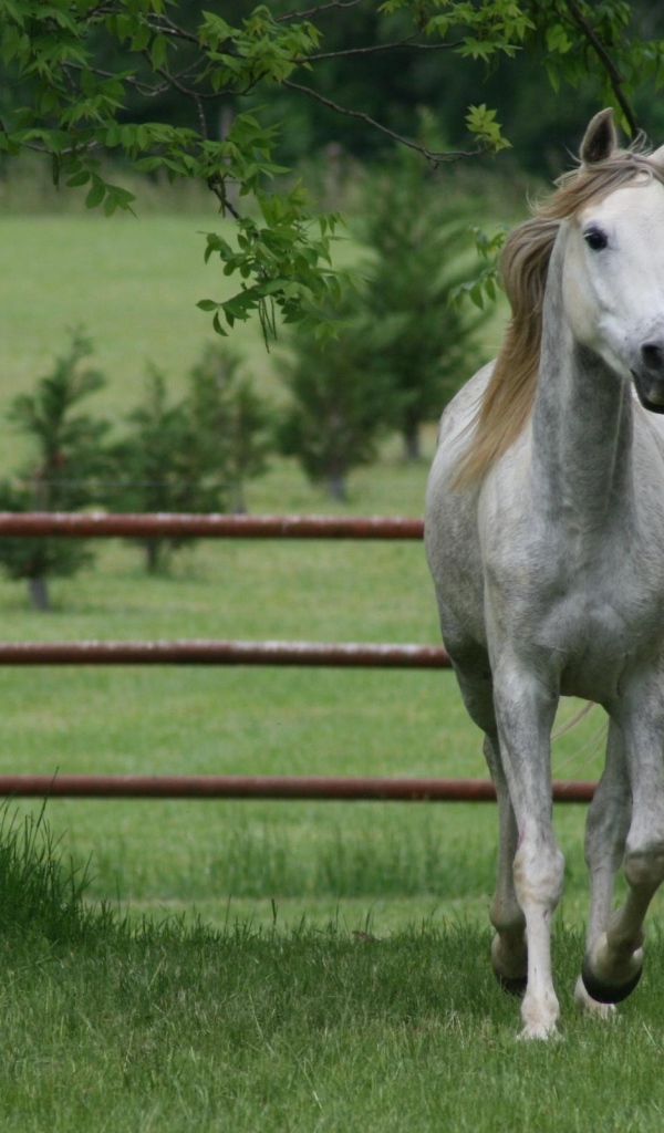 Коричневая грива белого коня
