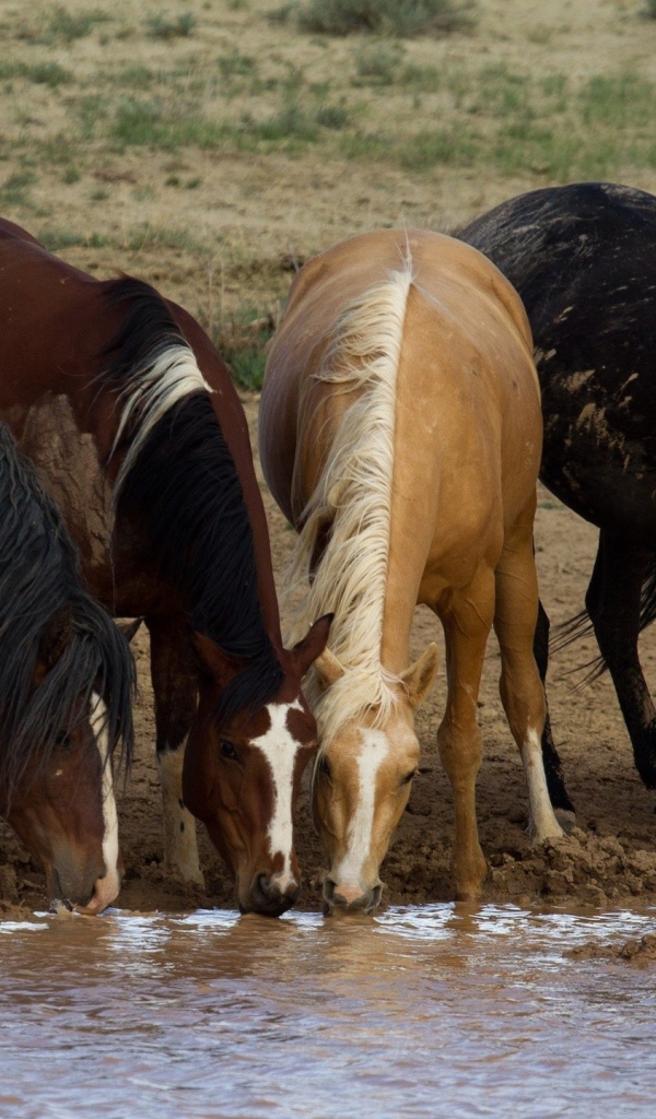 Грязные лошади на водопое