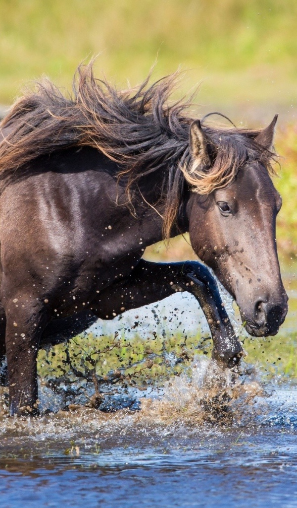 Конь пробирается через ручей