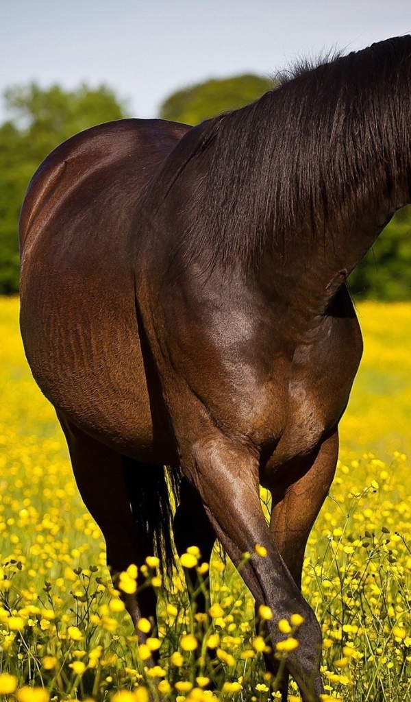 Конь резвится на желтом поле