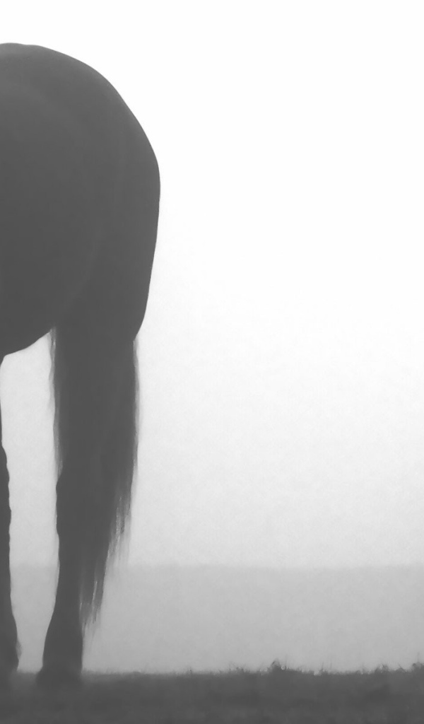 Лошади пасутся в тумане