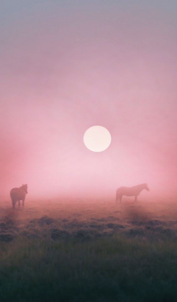 Лошади пасутся в тумане на восходе