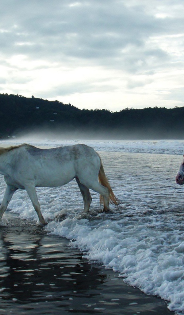 Лошади в волнах прибоя