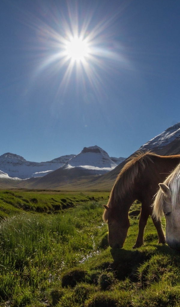 Лошади на горном пастбище