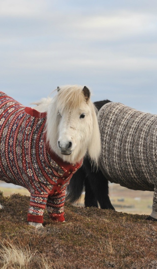 Пони в свитерах