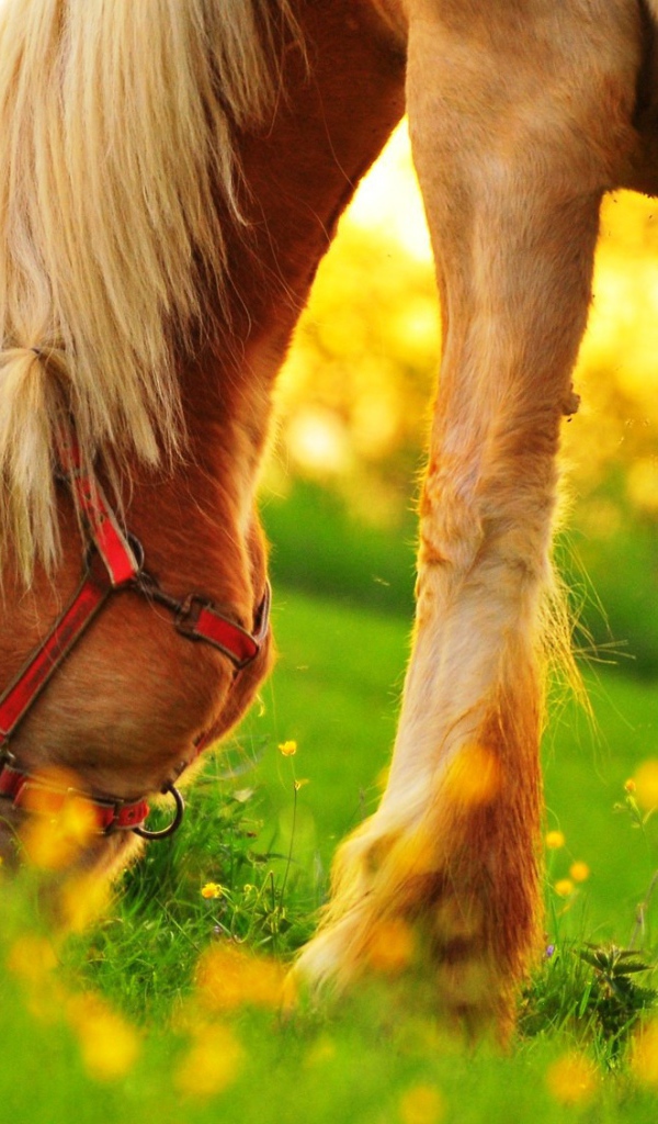 Пони пасется на зеленом поле