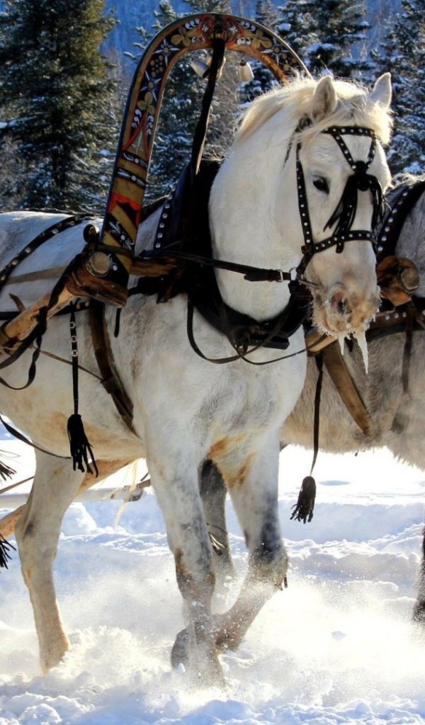 Русская тройка лошадей
