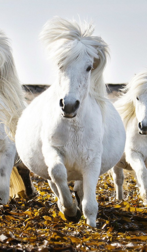 Маленькие белые лошади