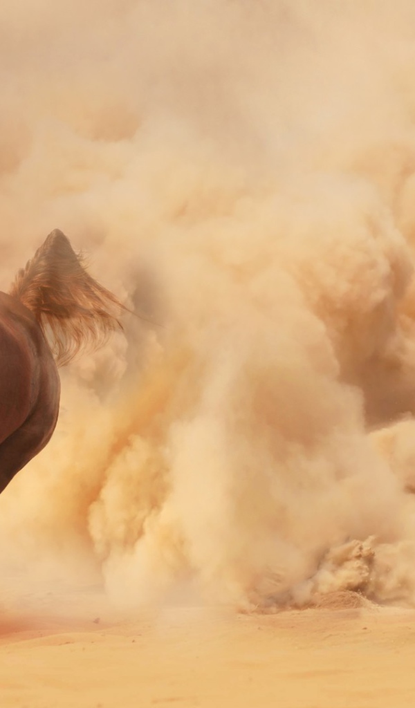 Конь выбегает из облака пыли