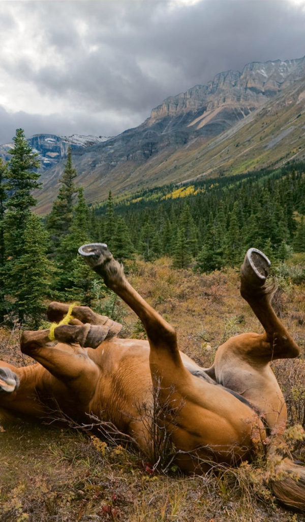 Лошадь валяется в траве