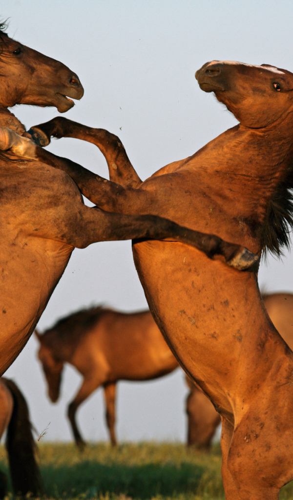 Борьба двух лошадей