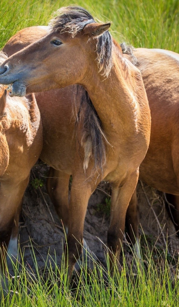 Три гнедых коня